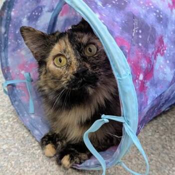 Domestic Medium Hair and Domestic Short Hair Cats Available for Adoption in Wheaton, Illinois - Mandy | PetCurious