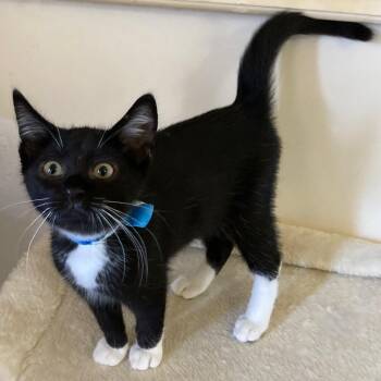 Ascot - Loads of Kitten Fun -  Tuxedo Cat for Adoption in Hoquiam, Washington - Ascot - Loads Of Kitten Fun | PetCurious