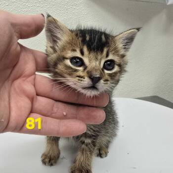 Xander -  Domestic Short Hair Cat for Adoption in Spokane, Washington - Xander | PetCurious