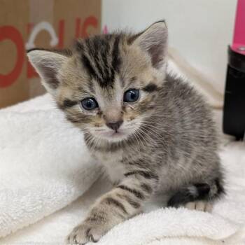 AMERICA -  Domestic Medium Hair Cat for Adoption in Camarillo, California - AMERICA | PetCurious