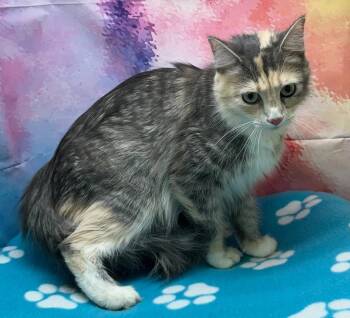 Domestic Long Hair Cats Available for Adoption in Washington Court House, Ohio - Freckles | PetCurious