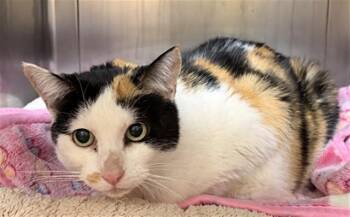 Domestic Short Hair Cats Available for Adoption in Camarillo, California - IZZY | PetCurious