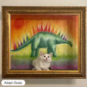 Calico and Turkish Angora Cats Available for Adoption in Los Angeles, California - Darla | PetCurious