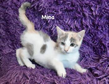 Mina -  Dilute Calico Cat for Adoption in St. Augustine, Florida - Mina | PetCurious