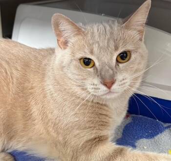 Rescue Domestic Short Hair Cats for Adoption in Stanhope, New Jersey - Priscilla | PetCurious
