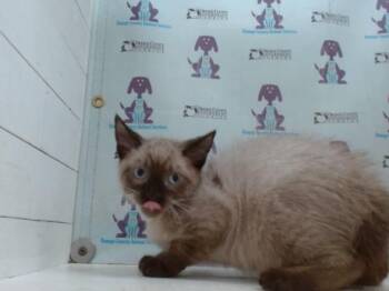 Domestic Short Hair Cats Available for Adoption in Orlando, Florida - BILLY | PetCurious