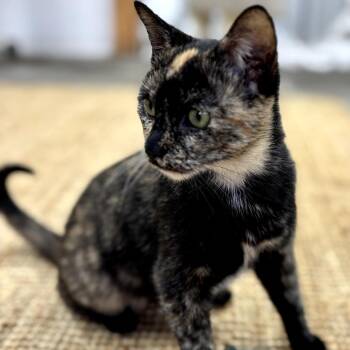 Domestic Short Hair Cats Available for Adoption - Master Oogway | PetCurious