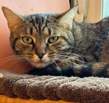 Domestic Short Hair Cats Available for Adoption - Nora | PetCurious