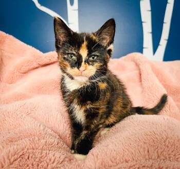 Domestic Short Hair Cats Available for Adoption - Valentina | PetCurious
