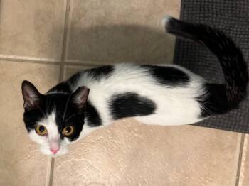 Domestic Short Hair Cats Available for Adoption in Orlando, Florida - Oreo | PetCurious