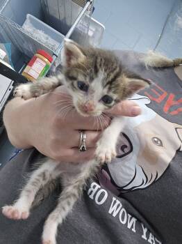 Rescue Domestic Short Hair Cats for Adoption in Evansville, Indiana - Vulpix | PetCurious