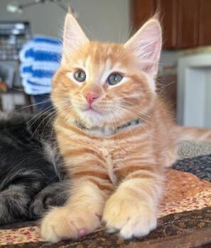 Rescue Domestic Short Hair Cats for Adoption in Folsom, California - Potato | PetCurious