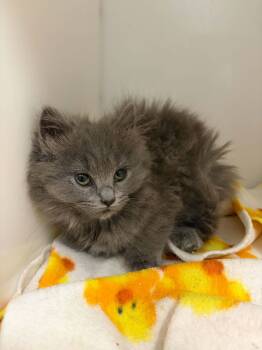 Domestic Medium Hair Cats Available for Adoption in Delson, Quebec - Stella | PetCurious