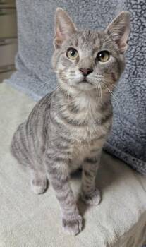 Alby -  Domestic Short Hair Cat for Adoption in Little Falls, Minnesota - Alby | PetCurious