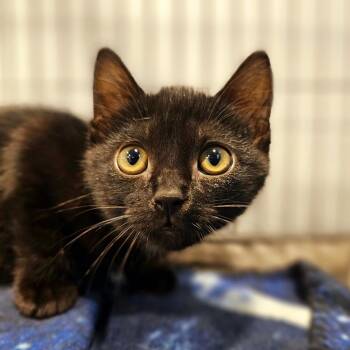 Domestic Short Hair Cats Available for Adoption in Columbus, Georgia - Kevin From HR 7922 | PetCurious