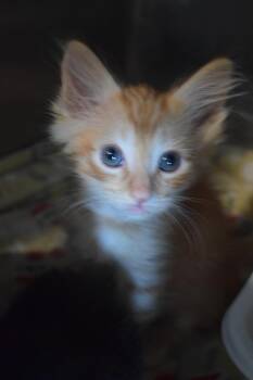 Sunny (Storm) -  Domestic Long Hair Cat for Adoption in Pahrump, Nevada - Sunny (Storm) | PetCurious