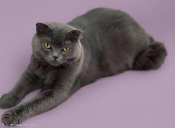 Star -  Scottish Fold Cat for Adoption in Snow Hill, Maryland - Star | PetCurious