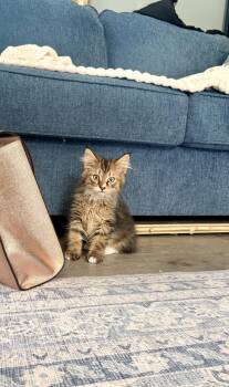 Izaac -  Domestic Medium Hair Cat for Adoption in Walled Lake, Michigan - Izaac | PetCurious