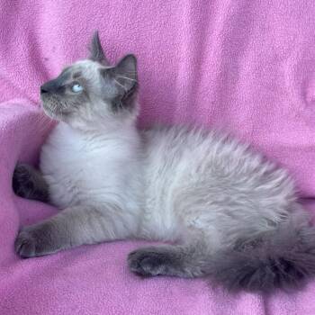 Soba -  Siamese Cat for Adoption in Grand Rapids, Minnesota - Soba | PetCurious