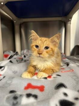 Veronica -  Domestic Short Hair Cat for Adoption in Richmond, Virginia - Veronica | PetCurious