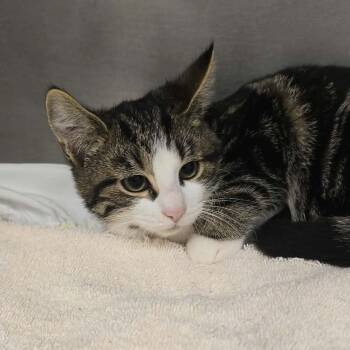 Freya -  Domestic Short Hair Cat for Adoption in Orange, Virginia - Freya | PetCurious