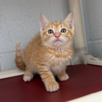 Domestic Short Hair Cats Available for Adoption in Marshall, Virginia - Rhett | PetCurious
