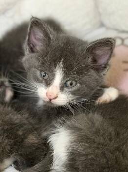 Steve -  Domestic Short Hair Cat for Adoption in Menomonie, Wisconsin - Steve | PetCurious
