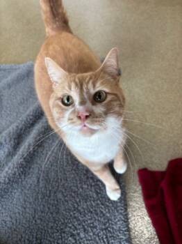 Rescue Domestic Short Hair Cats for Adoption in Everett, Washington - Toaster | PetCurious