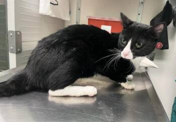 OTIS -  Domestic Short Hair Cat for Adoption in Killeen, Texas - OTIS | PetCurious