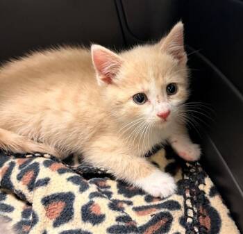 T-REX -  Domestic Short Hair Cat for Adoption in Leesburg, Virginia - T-REX | PetCurious
