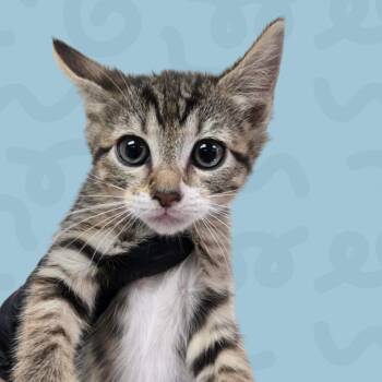 Atlanta -  Domestic Short Hair Cat for Adoption in Reno, Nevada - Atlanta | PetCurious