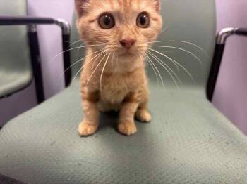 Rescue Domestic Short Hair Cats for Adoption in Cary, North Carolina - Jackson | PetCurious