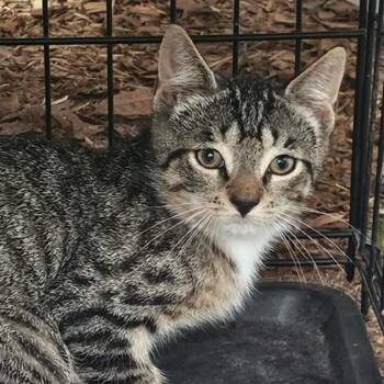 Mr. Mitty Mittens -  Domestic Short Hair Cat for Adoption in Gloucester, Virginia - Mr. Mitty Mittens | PetCurious