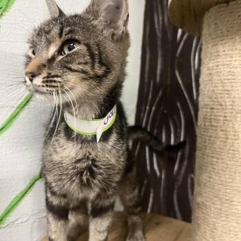 Beanie Baby -  Domestic Short Hair Cat for Adoption in Clanton, Alabama - Beanie Baby | PetCurious