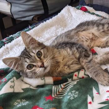 Freya -  Domestic Medium Hair Cat for Adoption in Lakewood, California - Freya | PetCurious