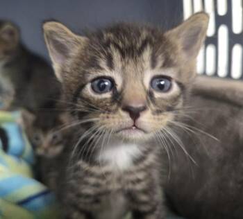 A2476192 -  Domestic Short Hair Cat for Adoption in Fort Lauderdale, Florida - A2476192 | PetCurious