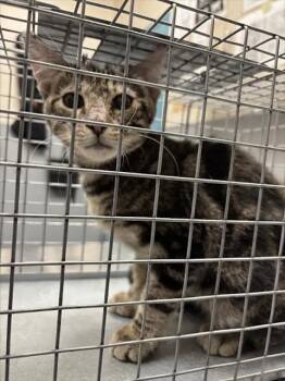 ELVIS -  Domestic Short Hair Cat for Adoption in Las Vegas, Nevada - ELVIS | PetCurious
