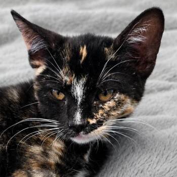 Rue -  Domestic Short Hair Cat for Adoption in Wickenburg, Arizona - Rue | PetCurious