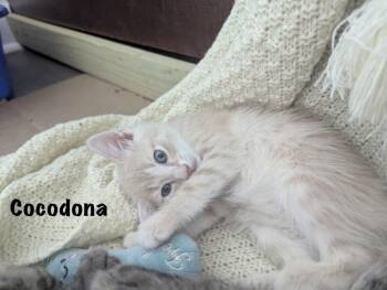 Cocodona (Wilkes Barre Litter) -  Domestic Short Hair Cat for Adoption in Telford, Pennsylvania - Cocodona (Wilkes Barre Litter) | PetCurious