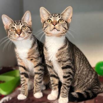 Juno -  Domestic Short Hair Cat for Adoption in Davenport, Iowa - Juno | PetCurious