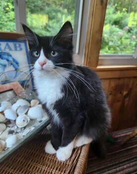 Rescue Tuxedo Cats for Adoption in Norwich, Connecticut - Pizelle | PetCurious