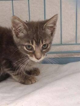 ned -  Domestic Short Hair Cat for Adoption in Gainesville, Florida - Ned | PetCurious