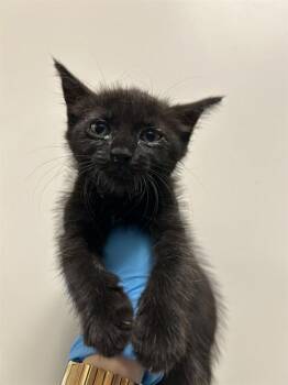 SNEAK -  Domestic Short Hair Cat for Adoption in Doral, Florida - SNEAK | PetCurious
