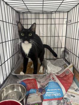 Indigo -  Domestic Short Hair Cat for Adoption in Sorrento, Louisiana - Indigo | PetCurious