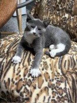 Monty -  Domestic Short Hair Cat for Adoption in Newport, Kentucky - Monty | PetCurious