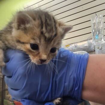 Domestic Short Hair Cats Available for Adoption in Lynchburg, Virginia - Posie | PetCurious