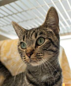 Rescue Domestic Short Hair Cats for Adoption in Encinitas, California - Kitty Perry | PetCurious