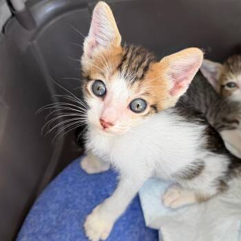 Moses -  Domestic Short Hair Cat for Adoption in Midland, Texas - Moses | PetCurious