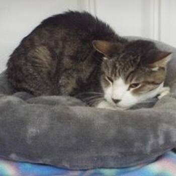 Rescue Tabby Cats for Adoption in Green Valley, Arizona - Big Kitty | PetCurious