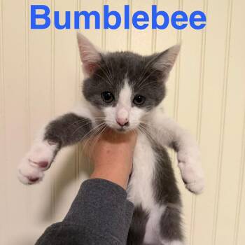 Bumblebee -  Domestic Short Hair Cat for Adoption in Sequatchie, Tennessee - Bumblebee | PetCurious